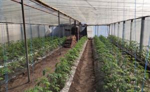 В Станице Луганской  нидерландские шмели будут опылять помидоры