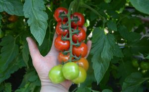 В Станице Луганской первые помидоры начали собирать на 2 неделе раньше.