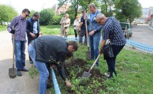 В Алчевске жители посадили 600 саженцев кустарника. ФОТО