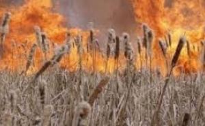 Новый масштабный пожар в Луганской области. Под угрозой население Станицы Луганской