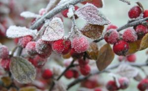 С понедельника на Луганщине ожидаются заморозки до минус трех градусов