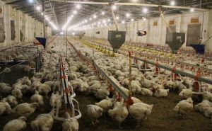 Чернухинская птицефабрика в январе произвела 676 тонн мясной продукции
