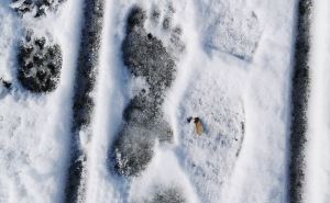 В Луганске, в Парке Горького обнаружены следы «снежного человека». ФОТО. ВИДЕО
