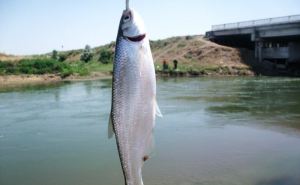 В Луганске весенний запрет на лов рыбы и раков в водоемах вступит в силу с 1 апреля