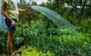 Секреты полива разных овощей — советы огородника