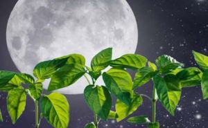 Луна и огород: что и когда садить в конце июня согласно лунному календарю