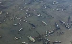 В реке Айдар массовый мор рыбы. Купаться и ловить рыбу в реке запрещено