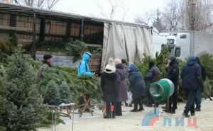 Цены на новогодние ели и сосны в Луганске. Можно купить сегодня на ярмарке