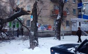 Завтра в Луганске ожидается штормовой ветер более 80 км в час. Реальное штормовое предупреждение