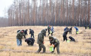 Высадить 20 миллионов деревьев за год обещает Луганская облгосадминистрация