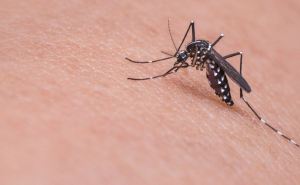 Как защититься от укусов комаров: старый советский способ со 100% гарантией