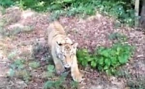 Тигр сбежал из зоопарка и перешел границу Украины в Словакию