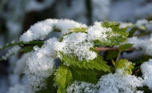 Завтра на Украину выпадет первый снег. Ожидаются сильный ветер, дожди и грозы