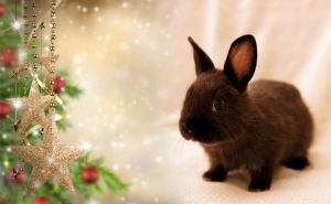 Будет ли для вас удачным год Водяного Кролика? Все зависит от вашего года рождения