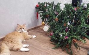 Как защитить новогоднюю елку от кота: 3 нехитрых способа
