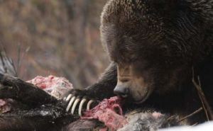 В Украине замечены медведи-шатуны. Будьте бдительны даже в городе! Как избежать встречи