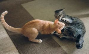 Как понять играют кошки или дерутся