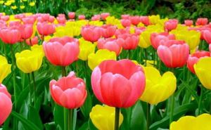 Цветочный бум: сколько стоят тюльпаны в Украине накануне 8 марта