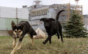 Собаки из Чернобыля с уникальной ДНК научат украинцев новым приемам выживания