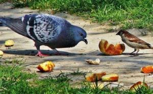 Почему сегодня нельзя кормить птиц: народные приметы на 22 марта