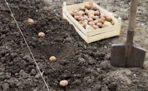 Благоприятные дни для посадки картофеля в 2023 году
