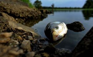 В Украине запретили ловить и продавать рыбу