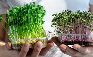 Микрозелень на подоконнике: как вырастить полезный и питательный продукт. Действительно ли он полезен?