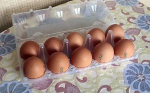 Что будет с яйцами в Украине: какая будет цена, возможен ли дефицит — мнение экспертов