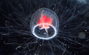 Ученые обнаружили медузу, которая способна «стареть» в обратном направлении и жить вечно