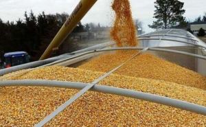 Эмбарго на украинское зерно  Польша готова продлить в одностороннем порядке