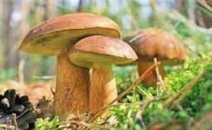 Может ли ЕС запретить сбор грибов в Польше?
