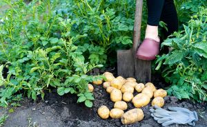 Можно ли выкапывать картошку раньше? В многолетнем споре поставлена жирная точка
