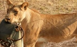В Африке львы покутили на 1800 долларов и поигрались в iPad