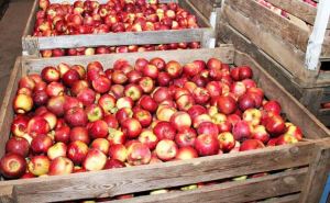 Не все украинцы об этом знают — как правильно хранить яблоки зимой: простые советы, которые уберегут плоды
