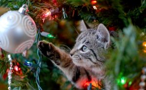 Как уберечь новогоднюю елку от кота. Лапы прочь!