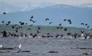 Борьба за рыбные ресурсы на озере Балатон