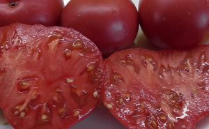 До 20 кг с одного куста: садоводы рекомендуют к покупке только этот сорт — помидоры размером с дыню