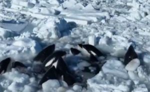Стая косаток попала в ловушку: дрейфующие льды могут погубить животных занесенных в Красную книгу