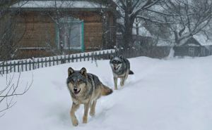 Волки-мутанты в чернобыльской зоне обладают невероятными способностями