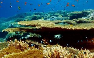 Коралловые рифы Земли оказались гораздо больше, чем считалось ранее