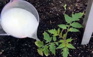 Рассаду помидоров поливаем этим белым раствором: обалденный урожай гарантирован — соседи съедят лопаты от зависти
