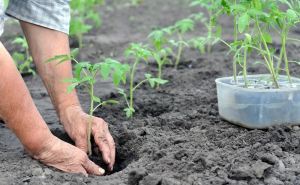 Для укрепления рассады помидоров достаточно сделать это: с такой хитростью и подкормки не нужны — защита растений от всех бед