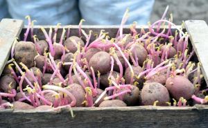 Как правильно прорастить картошку: простые и эффективные способы, благодаря которым всходы будут дружными, а урожай богатым