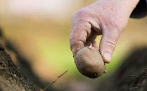 Неправильно выбранный день угробит весь урожай: Когда сажать картофель в Украине в 2024 году?