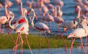 Африканские фламинго  находятся под угрозой исчезновения
