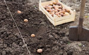 Если сажать картошку в начале мая — то только в эти два дня