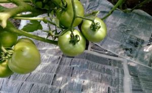Сосед по даче застилает грядки с помидорами газетами: вот для чего он так делает — решение «головной боли» всех огородников