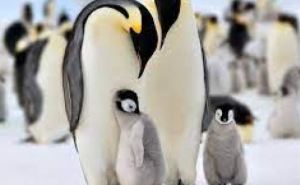 Императорских пингвинов в Антарктиде ждет вымирание