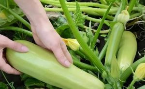 «Важен каждый градус» Как правильно сажать кабачки, что бы не остаться без урожая?