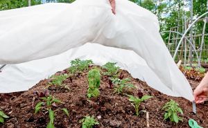 Огородников и садоводов Украины предупредили об опасности. Ночью 9 и 10 мая заморозки на поверхности почвы